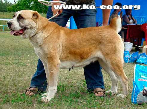 ���������� �������