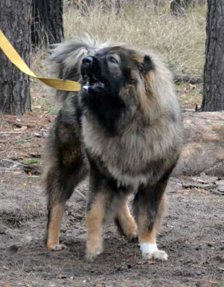 ���������� �������