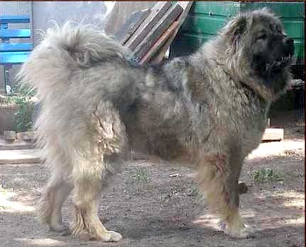 ���������� �������