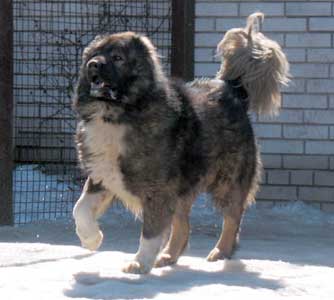 ���������� �������